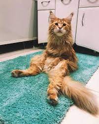 Pin On Maine Coon