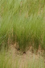 Image result for Aristida diminuta