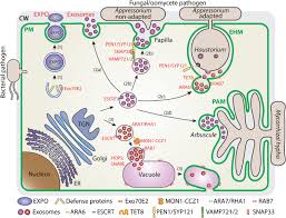 Check spelling or type a new query. Plant Extracellular Vesicles Springerlink