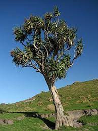 Discount99.us has been visited by 1m+ users in the past month Cordyline Australis Wikipedia