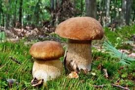 Zwei Steinpilze Im Wald Pilze Sammeln Essbare Pilze Pilze
