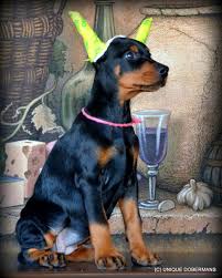 Find a doberman pinscher puppy from reputable breeders near you and nationwide. Doberman Puppies For Sale Large Boned Unique Doberman Puppies For Sale