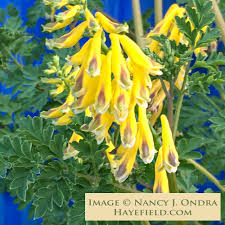 Image result for Corydalis
