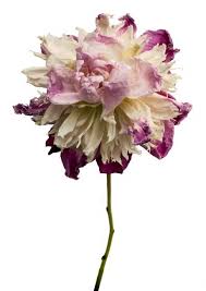 Glam Wow Guo Pei Beautiful Flowers Flowers Photography Dying Flowers