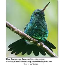 Image result for Cyanotis sp. aff. C. lapidosa