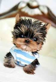 Cute Tea Cup Yorkie Yorkie Teacup Cute Yorkshire Terrier Hayvanlar Yavru Kopek