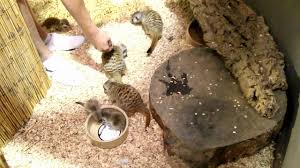 Take home your new pet or supplies today, there is no waiting! Happy And Cute Animals Exotic Pet Store