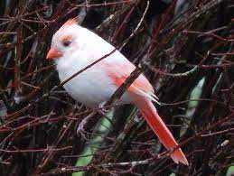 23 Albino Animals So Stunning You Will Literally Gasp Albino Animals Rare Albino Animals Animals