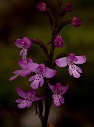 Image result for Cynorkis debilis