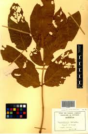 Image result for Isoberlinia tomentosa