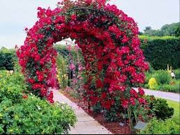 See more ideas about bougainvillea trellis, bougainvillea, garden design. Garden Trellis Screening Garden Fence Panels Gates Bougainvillea Trellis Arch