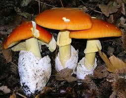 Champignons Comestibles En Montagne Du Haut Languedoc