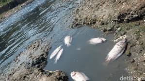 We did not find results for: Citarum Tercemar Ikan Tawes Hingga Sapu Sapu Mati Di Karawang