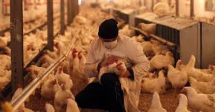En medio de la lucha frente a la peor pandemia de la historia, la federación de rusia reporta casos positivos de la nueva gripe aviar h5n8, transmitido por aves a humanos. Detectan En Croacia Un Foco De Gripe Aviar H5n8 Enfoque Noticias