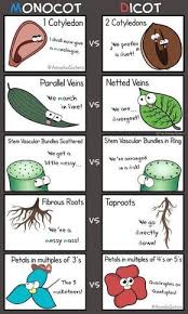 Just A Few Ways To Remembers Some Monocot And Dicot Characteristics Science Biology Biology Classroom Science Biology Biology Teacher