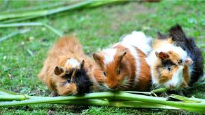 It is called 荷蘭豬 because it looks like a pig and its barking sounds like pigs' barking. å¤©ç«ºé¼ è»Šè»Š æ­ä¸Šé˜¿äº®ç¥žæ›²229ç§'ç„¡é•å'Œå¤ªçŒ›äº† æ±æ£®æ–°èž