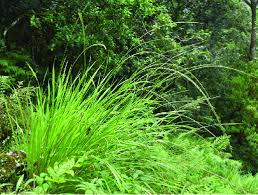 Image result for Tripogon