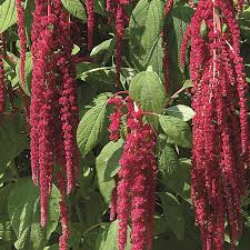 Image result for Amaranthus