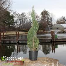 Image result for spiral cut juniper trees