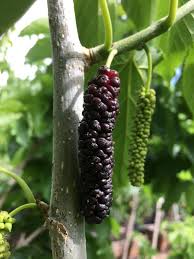 Mycorrhizal fungi will colonise the plant and develop into a huge secondary root system that will increase the root area of your plants by up to 700. Pakistan Mulberry Tree Mulberry Trees Paradise Nursery Mulberry Tree Mulberry Fruit Benefits Of Berries