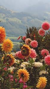 Wild Flower Child Pinterest Lovemesonaturally Bujo Pics Bujo Child Flowe Nature Photography Flowers Flowers Photography Beautiful Flowers Photography