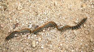Les chenilles processionnaires, ces insectes aux poils urticants dévastateurs pour l'homme comme pour l'animal. Commune De Crans Montana Chenille Processionnaire Du Pin Danger Pour Vous Et Pour Vos