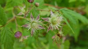 Image result for Rubus pinnatus