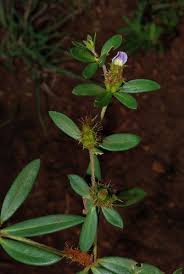Image result for Blepharis integrifolia
