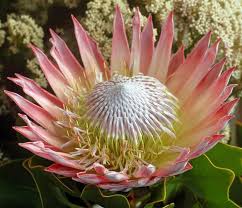 Image result for Protea rupestris