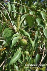 Image result for Shirakiopsis