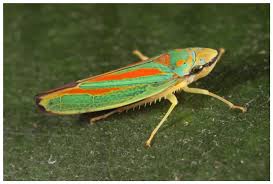 Image result for Photedes captiuncula