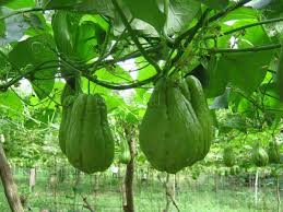 Coyote squash nutrition facts and nutritional information. How To Grow The Chayote Plant Plant Instructions