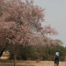 Image result for Philenoptera