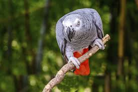 Maybe you would like to learn more about one of these? Birds Now Birds And Parrots For Sale And Adoption