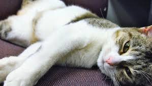 Fundraiser for Heidi Gutknecht by Stacey Miller : Donate for Serra's  Veterinary Care