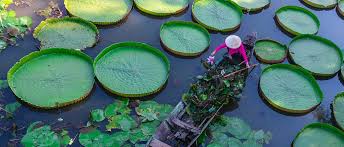 A river is a natural waterway that conveys water derived from precipitation from higher ground to lower levels. Asia International Rivers