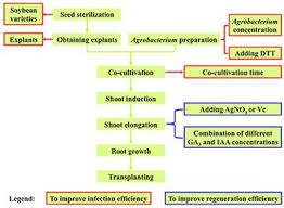 We did not find results for: Frontiers Optimization Of Agrobacterium Mediated Transformation In Soybean Plant Science