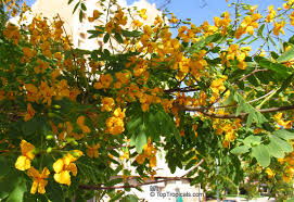 Image result for Tipuana tipu