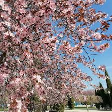 La Floracion De Los Almendros En Zaragoza Zaragoza Floracion Almendro