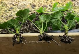 Image result for cuttings of geraniums