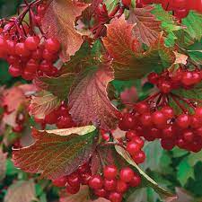 Cranberry highbush viburnum trilobum plants american garden plant cranberrybush trees flowers landscaping bloom ontario shrubs wisconsin screening nurseries wa calgary. Bailey Compact American Cranberry Bush Finegardening