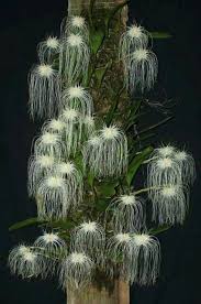 Bulbophyllum Medusae A K A Medusa S Bulbophyllum Native To Malay Peninsula Thailand Borneo Orchid Seltsame Blumen Orchideen Seltene Pflanzen