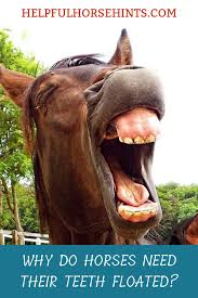 13 Faq S About Horse Teeth Floating Laughing Horse Horses Horse Care