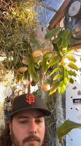 Queen of the night 2024! #rareplants #nightbloom #plants #epiphyllum