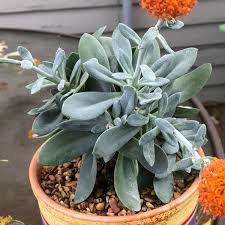 Image result for Kleinia fulgens