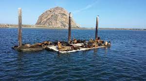 Seals In Morro Bay With The Rock In The Background Foto De Morro Bay San Luis Obispo County Tripadvisor