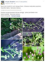Dari tahun ke tahun, statistk kes demam denggi meningkat dan ini makin. Image Result For Nama Saintifik Pokok Liar Liar Image Plants
