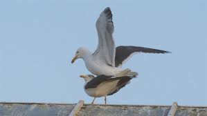 Image result for seagull