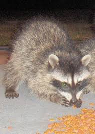 Raccoons hunt and eat animals primarily in springtime when other foods like vegetables, fruits and nuts are so, what do raccoons like to eat in metropolitan areas? Pin On Raccoons