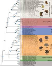 Image result for Rhabdophyllum affine